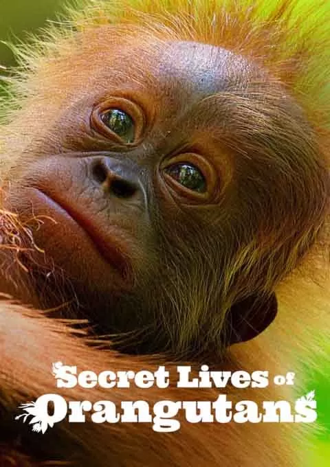 红毛猩猩的秘密生活