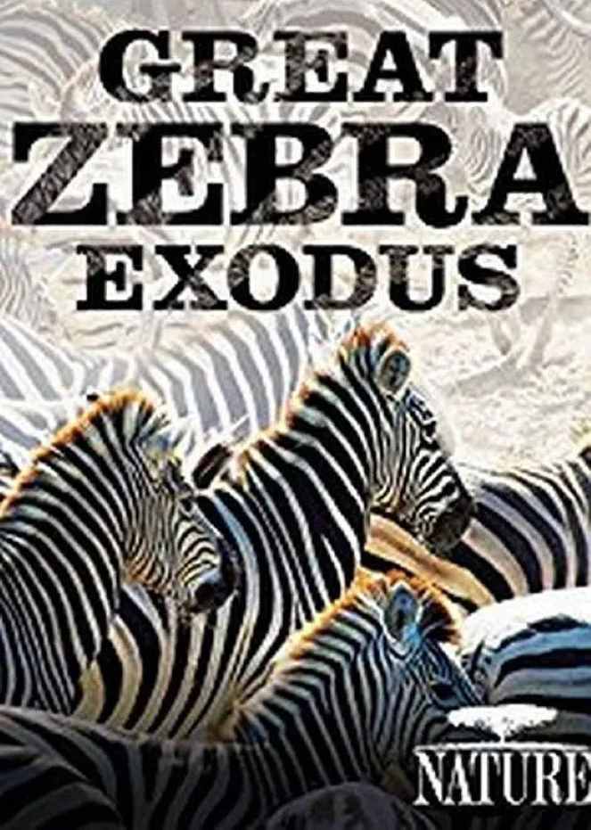 Great Zebra Exodus